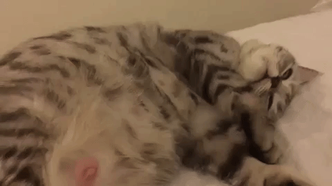 Як трактувати сон про вагітну кішку — 40 точних значень сну