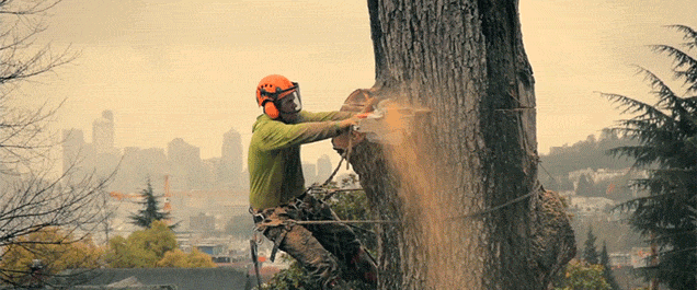 Як трактувати сновидіння про падаюче дерево – 40 значень