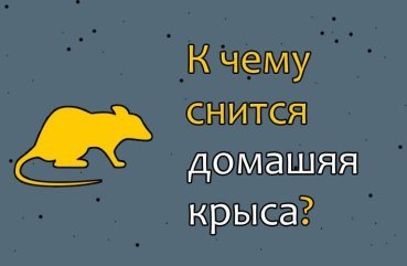Що означає сон про домашню щура — 34 докладних тлумачення