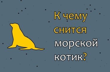 Як тлумачити сон про морського котика — 39 різних трактувань