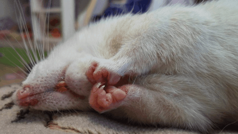 Як інтерпретувати сон про дохлих щурів — 30 значень