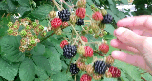 Як трактувати сон про ожину — 36 докладних значень