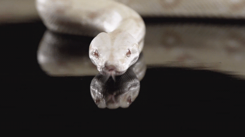 Як тлумачити сон про білу змію — 38 різних значень Як тлумачити сон про білу змію — 38 різних значень