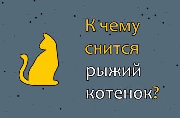 Що означає якщо сниться руде кошеня — 42 точних тлумачення