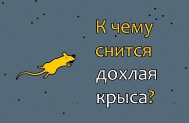 Як інтерпретувати сон про дохлих щурів — 30 значень