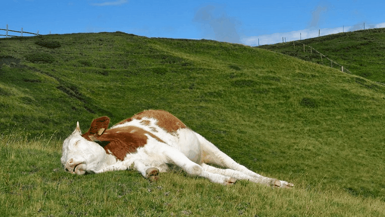 Як тлумачити сон про мертву корову — 39 значень