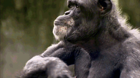 Як трактувати сон про мавпу — 42 значення