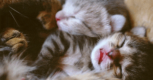 Що означає сон про новонароджених кошенят — 30 точних трактування за популярним сонникам Що означає сон про новонароджених кошенят — 30 точних трактування за популярним сонникам