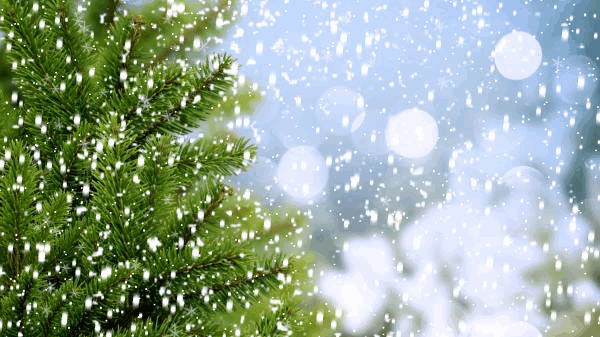 Як тлумачити сон про ялинку — 36 точних значень