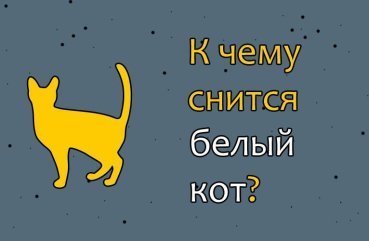 Що означає сновидіння про білу кішку — розшифровки по 42 популярним сонникам