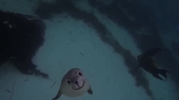 Як тлумачити сон про морського котика — 39 різних трактувань