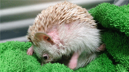 Як трактувати сон про їжачка — 40 вірних значень