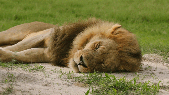 Як трактувати сон про мертвих тварин — 42 значення Як трактувати сон про мертвих тварин — 42 значення