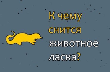Як розшифрувати сон про звірятко ласки — 40 значень