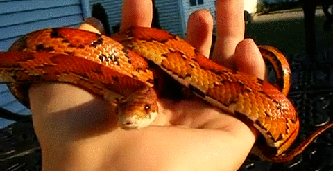 Що означає червона змія уві сні — 40 тлумачень