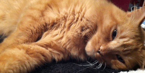 Як трактувати сон про поранену кішку — 26 тлумачень