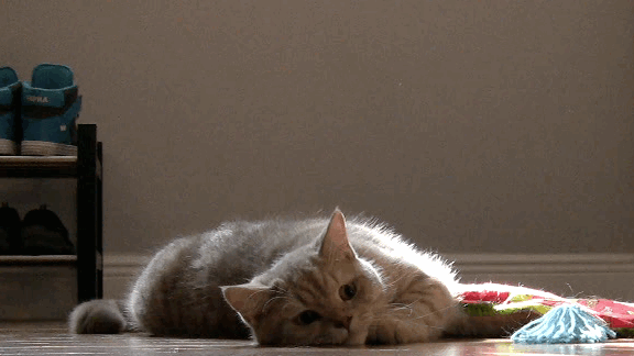 Що означає сон про сіру кішку — 37 тлумачень за різними сонникам