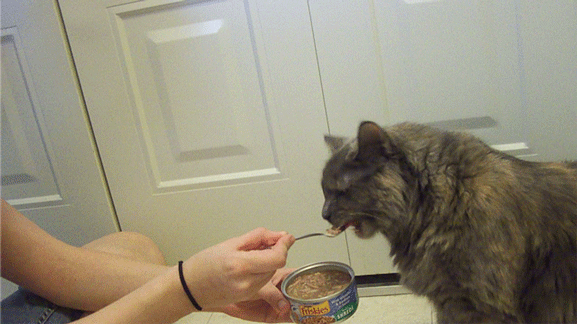 Що означає годувати кішку в сні — 42 вірних значення Що означає годувати кішку в сні — 42 вірних значення