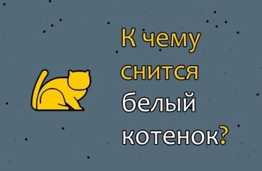 До чого сниться біле кошеня — 40 значень сну