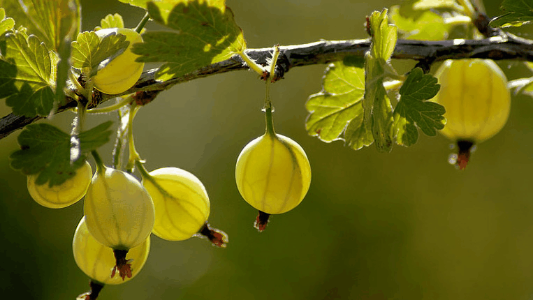 Як трактувати сон про аґрус — 46 докладних значень Як трактувати сон про аґрус — 46 докладних значень