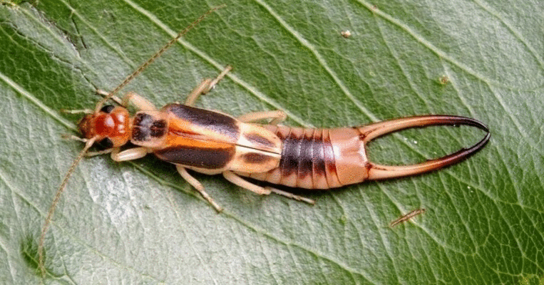 Як тлумачити сновидіння про двухвостку – 37 точних значень по сонникам