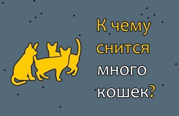 Як розшифрувати сон, в якому багато кішок — 40 точних значень