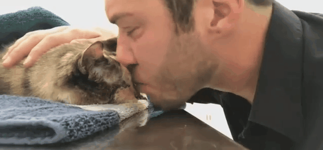 Як трактувати сон про хвору кішку — 43 значення сновидіння