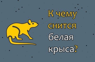Як інтерпретувати сон про білого щура — 36 значень сну Як інтерпретувати сон про білого щура — 36 значень сну