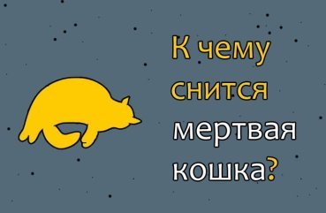 Як трактувати сновидіння про мертву кішку — 42 різних значення