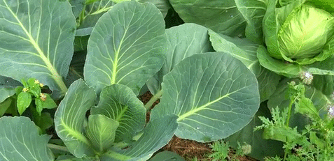 Як розшифрувати сновидіння про капусту в качанах — 33 значення