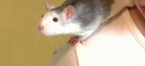 Як розшифрувати сон про сірого щура — 42 значення Як розшифрувати сон про сірого щура — 42 значення