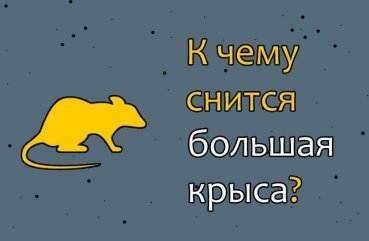 До чого сниться великий щур — 39 значень сну
