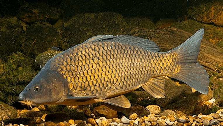 Як розшифрувати сон про коропа — 28 значень сну