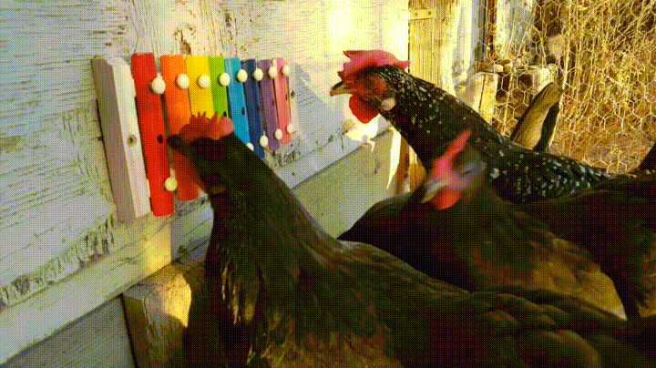 Як трактувати сон про чорну курку — 42 значення