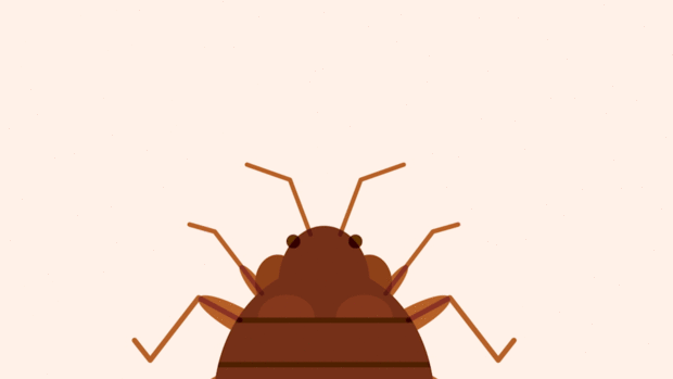 Що означає сон про клопів – 50 докладних значень