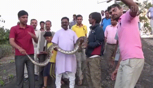 Що означає сон про змію, яка кусає — 35 точних тлумачень