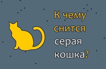 Що означає сон про сіру кішку — 37 тлумачень за різними сонникам
