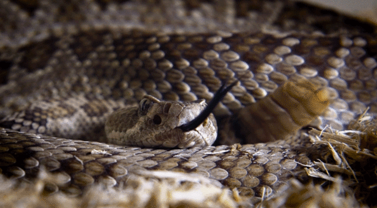 До чого сниться змія чоловікові — 44 значення сну