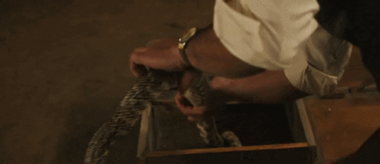 Як розшифрувати сон про змію в домі — 32 значення сну