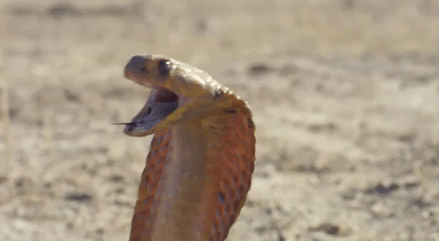 Як розшифрувати сновидіння про кобру — 48 значень