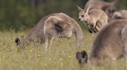 Як тлумачити сновидіння про кенгуру — 40 точних значень