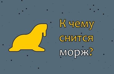 Як трактувати сон про моржа — 10 значень