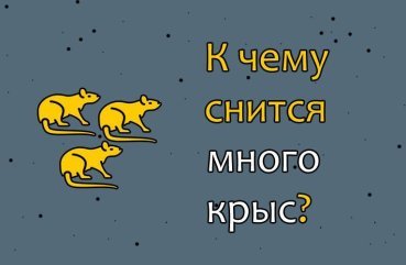Як розшифрувати сон, в якому багато щурів — 42 значення