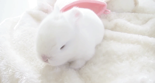 Як трактувати сновидіння про білого кролика — 31 значення