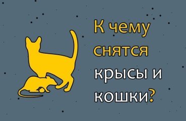 Як трактувати сон про щурів і кішок — 25 значень