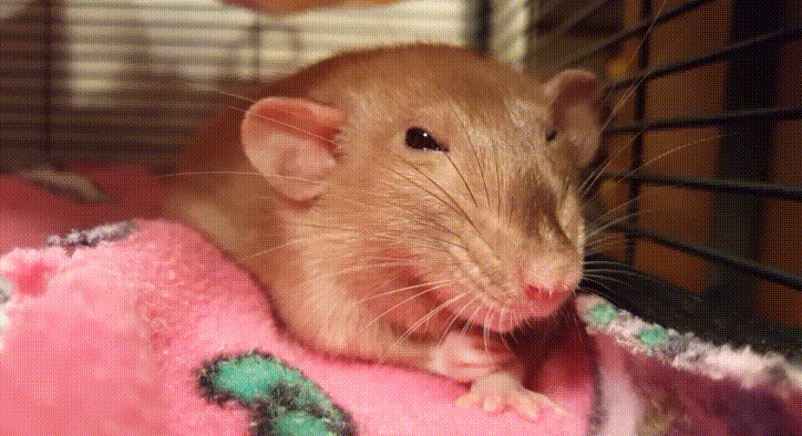 До чого сниться великий щур — 39 значень сну