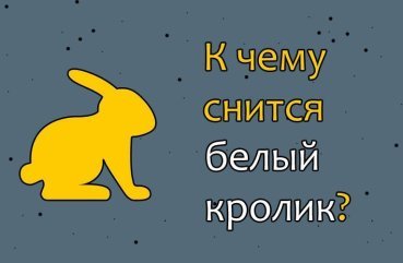 Як трактувати сновидіння про білого кролика — 31 значення