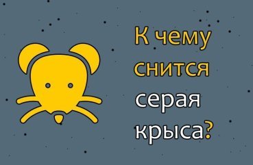 Як розшифрувати сон про сірого щура — 42 значення Як розшифрувати сон про сірого щура — 42 значення