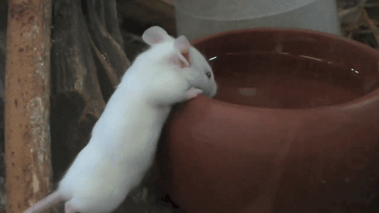 Як трактувати сон про білу миш — 40 значень