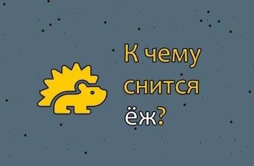 Як трактувати сон про їжачка — 40 вірних значень